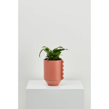 Load image into Gallery viewer, Frill Feature Planter