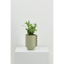Load image into Gallery viewer, Frill Feature Planter