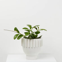 Load image into Gallery viewer, Solstice Planter