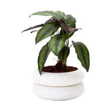 Load image into Gallery viewer, Stacking Planter Short