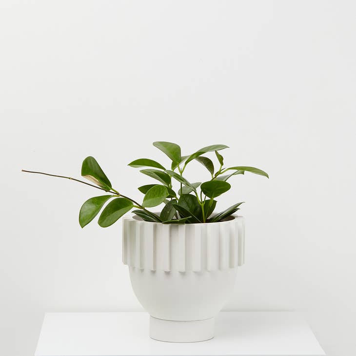 Solstice Planter - Thumbnail 3